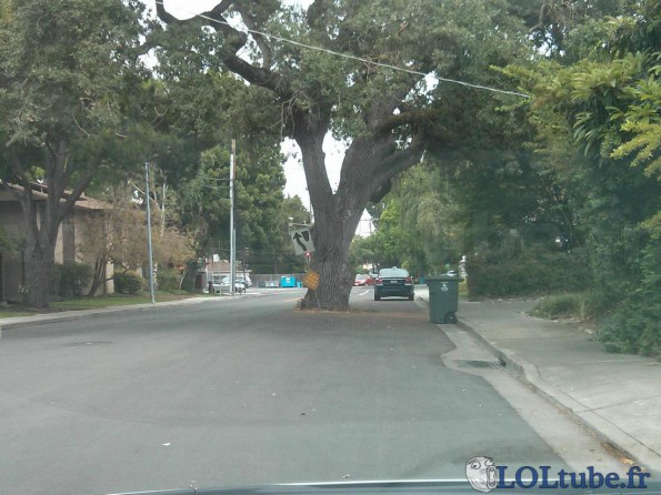 Un arbre au milieu de la route