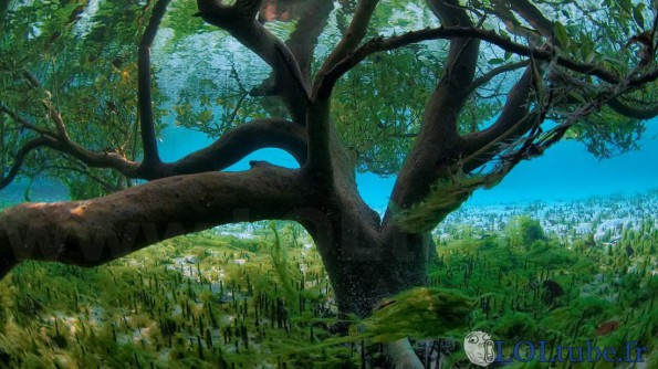 Un arbre souterrain