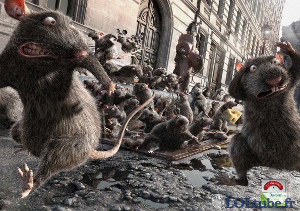 Les rats quittent les égouts