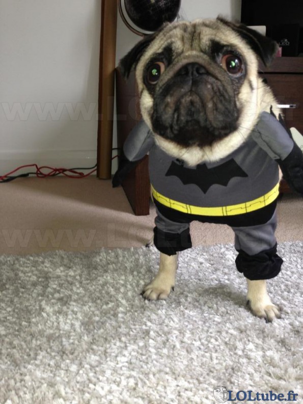 Batdog