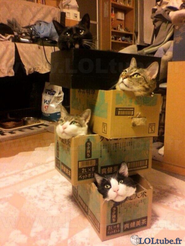 La boite à chats