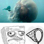 Méduse géante