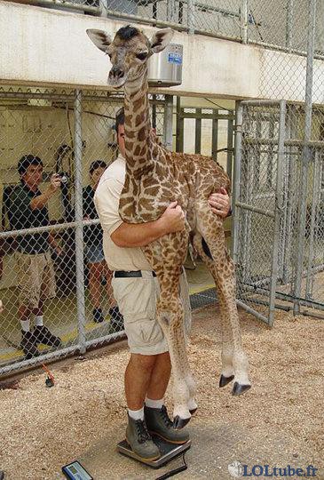 Peser une girafe