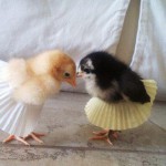 Poussins en jupe