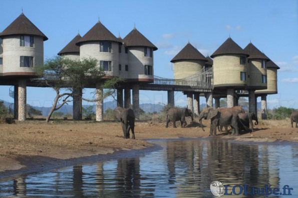 Se protéger des éléphants