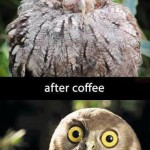 L'effet du café