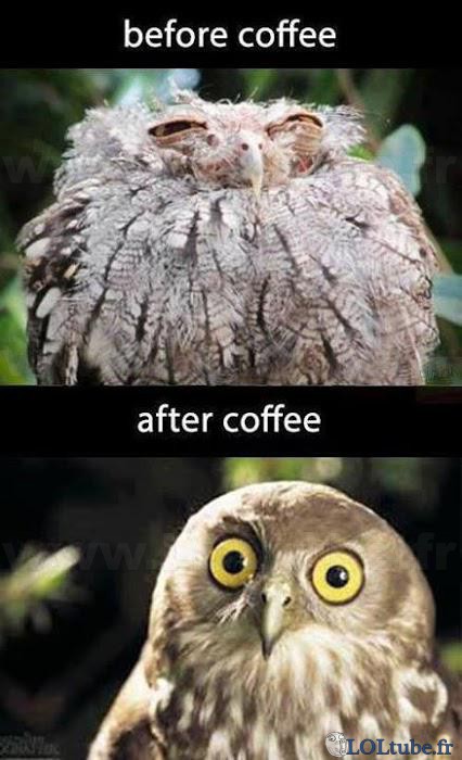L'effet du café