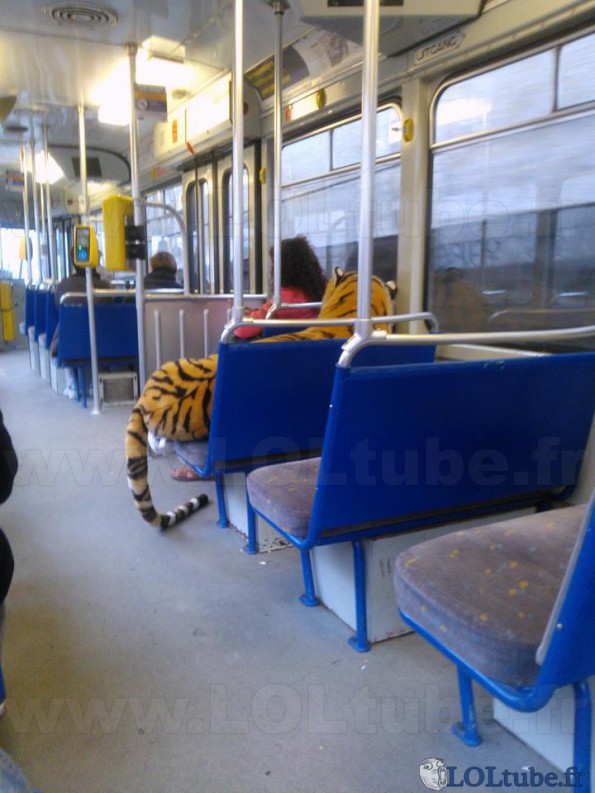 Mon tigre dans le bus