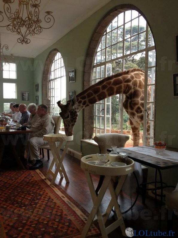 Une girafe à un repas