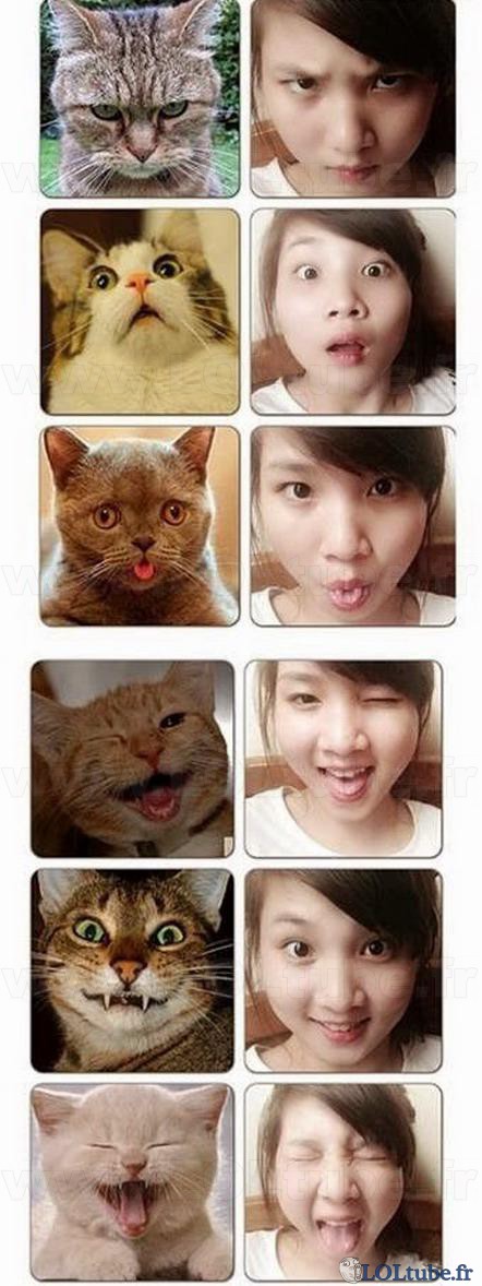 Cat faces