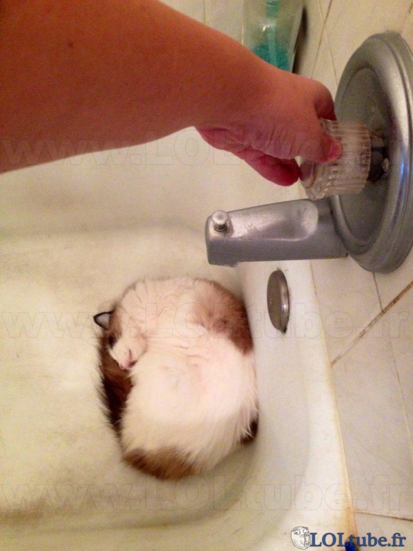 Chat pas content dans 3 .. 2 ..1 ..