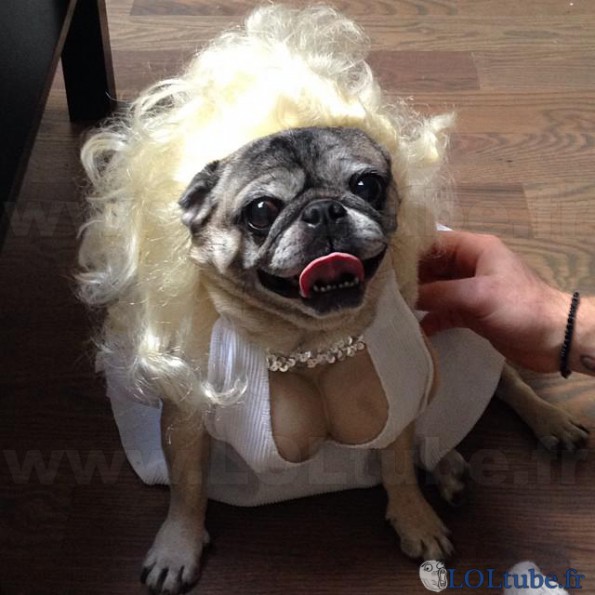 Marylin monroe pour chien