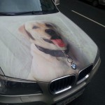 Un logo BMW