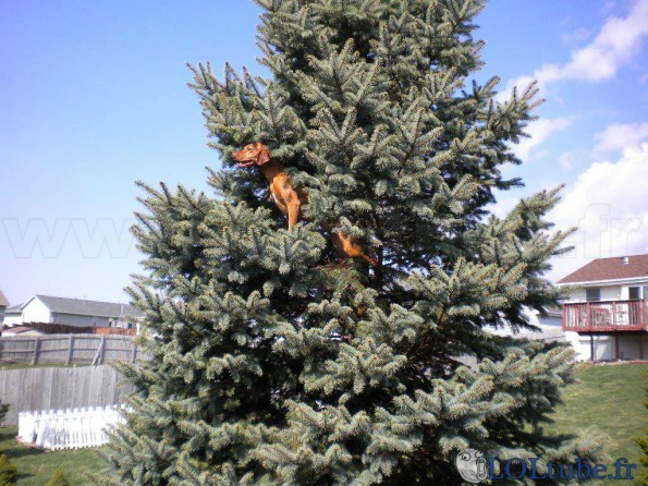 Un chien qui grimpe aux arbres