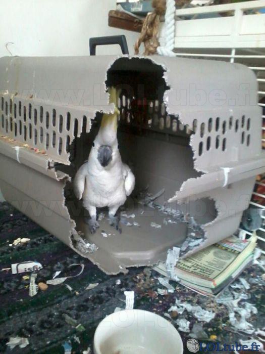 Un perroquet en cage
