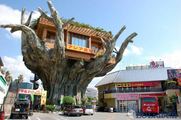 Maison dans un arbre