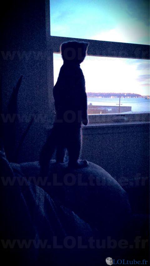 Un chat et l'horizon