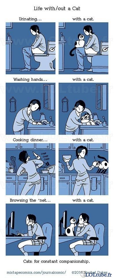 Vivre avec un chat