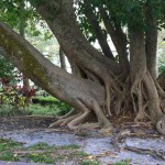 Partouze d'arbre :D