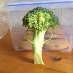 Un broccoli présentable