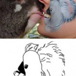 Bisou de koala