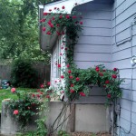Je veux sortir !