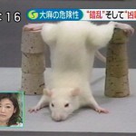 Rat Mission Impossible