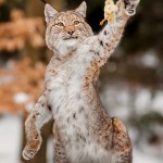 Lynx et poussin