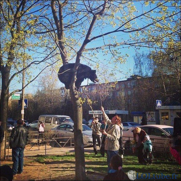 Un gros chat sur un arbre