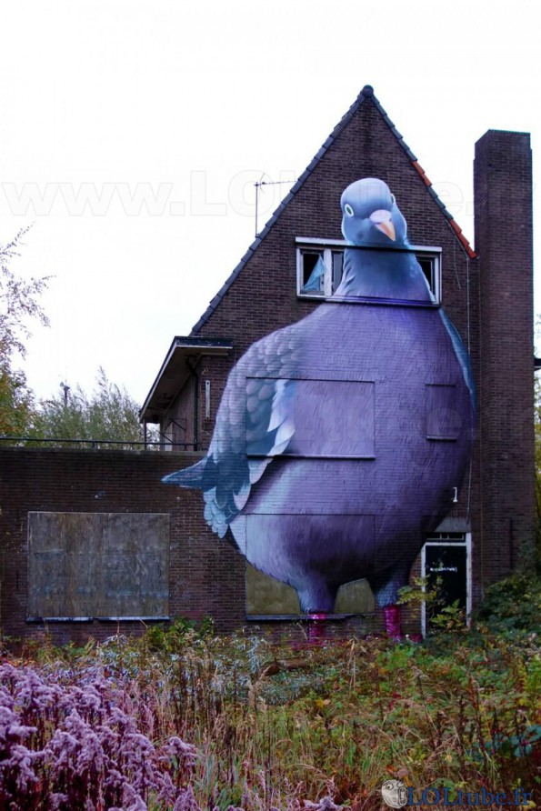 La maison pigeon
