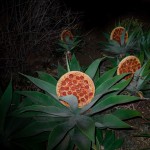 Plantes à pizza
