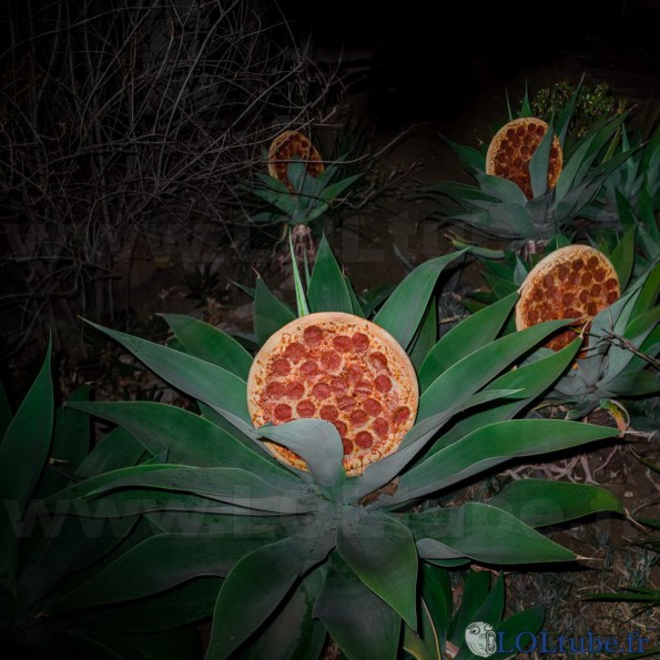 Plantes à pizza
