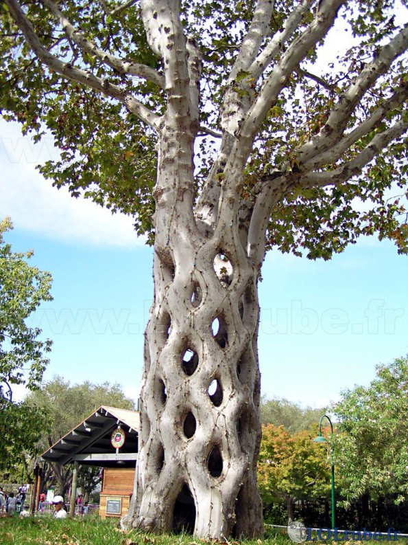 Un arbre à trous