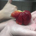 Une fraise étrange