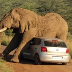 Elephant contre voiture