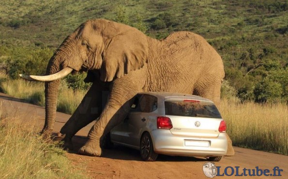 Elephant contre voiture