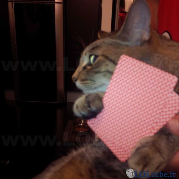 Un chat qui joue aux cartes