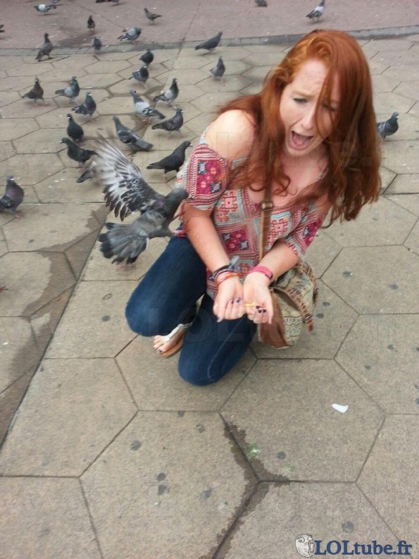 Attaque de pigeon