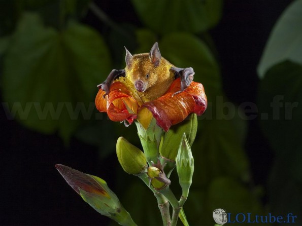 Chauve souris et pollen