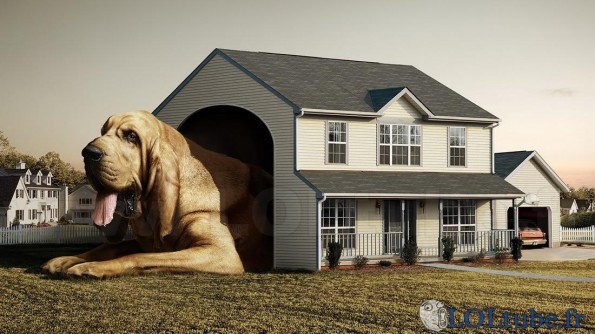 La niche du chien et la maison