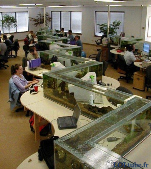 Un aquarium géant au boulot