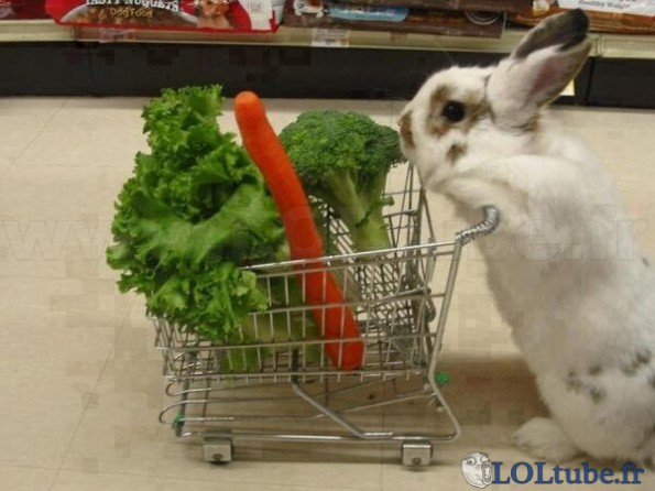 Le lapin qui fait ses courses